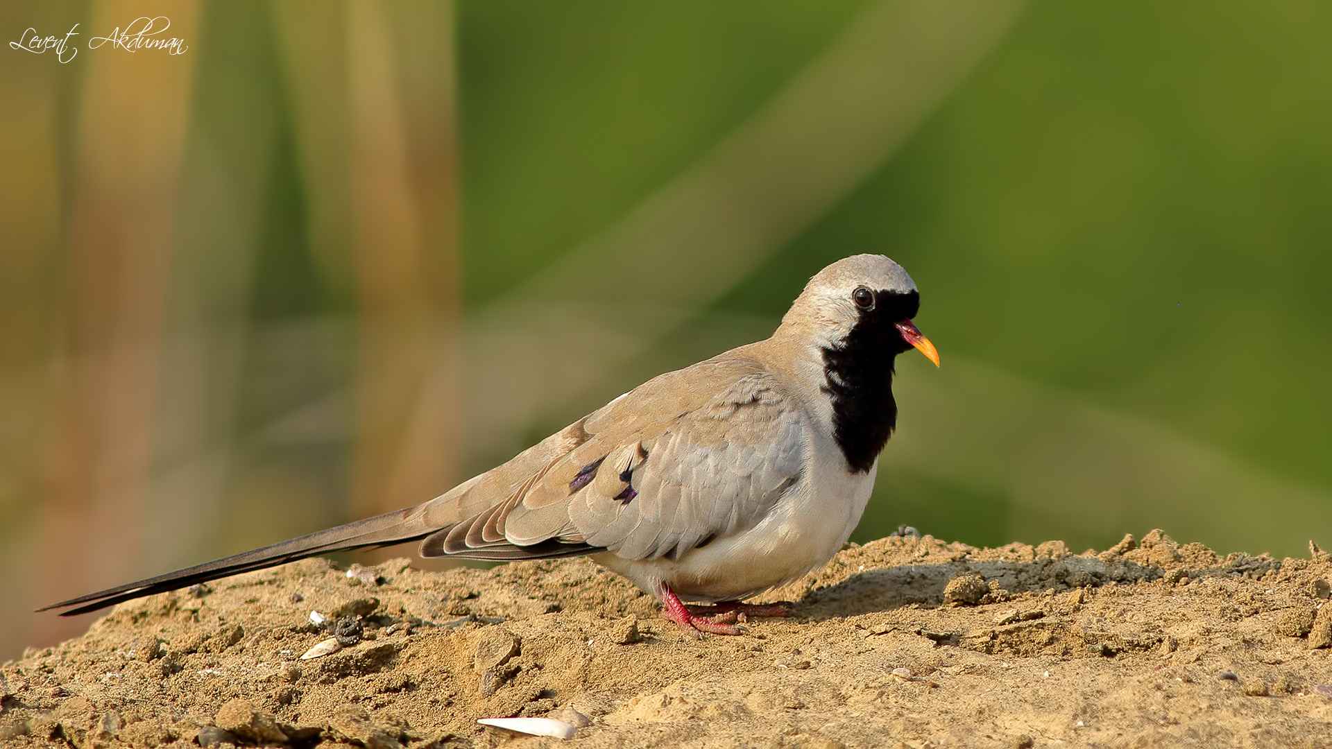 Namaqua Dove
